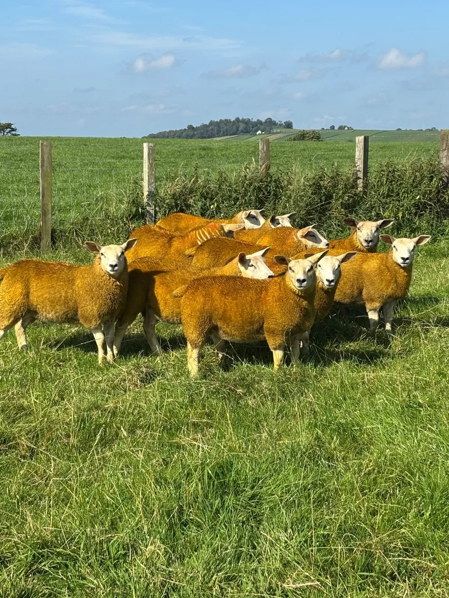 Texel Cross Ewe Lambs - Image 2
