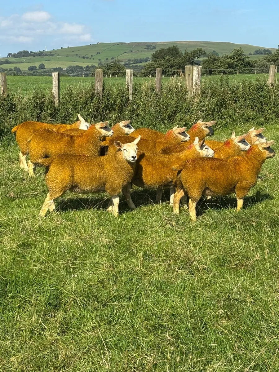 Texel Cross Ewe Lambs - Image 3