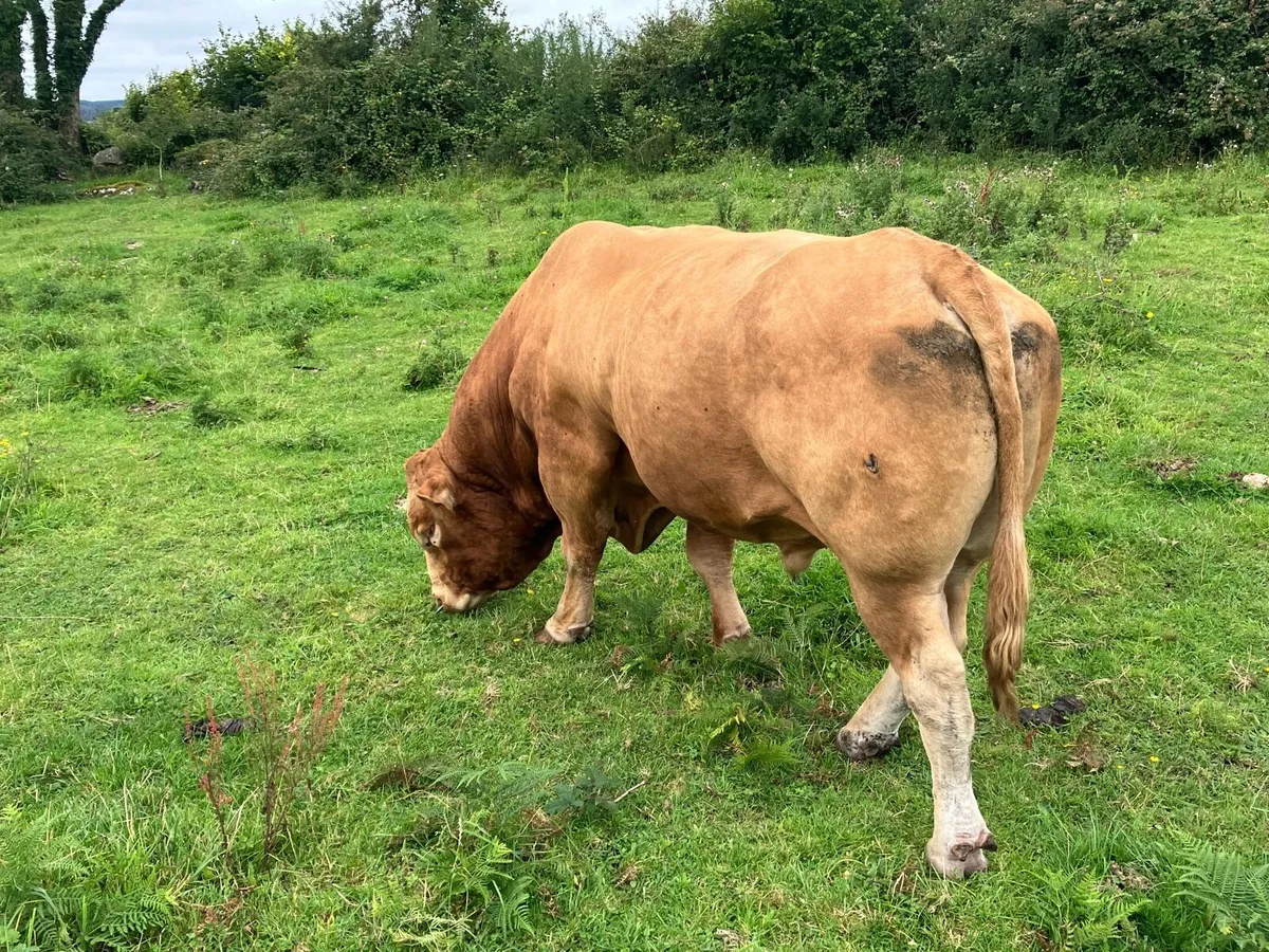 Mature Limousin Bull - Image 3