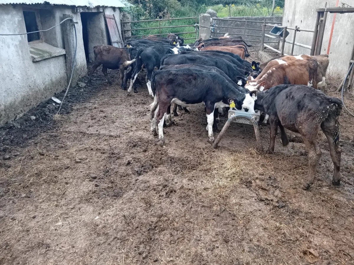 Bucket reared weanlings - Image 2