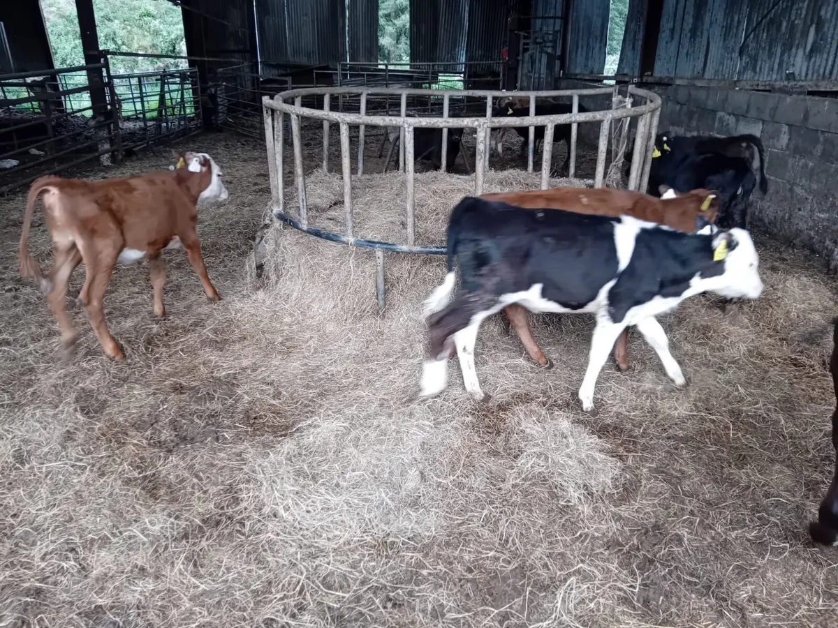 Bucket reared weanlings - Image 3