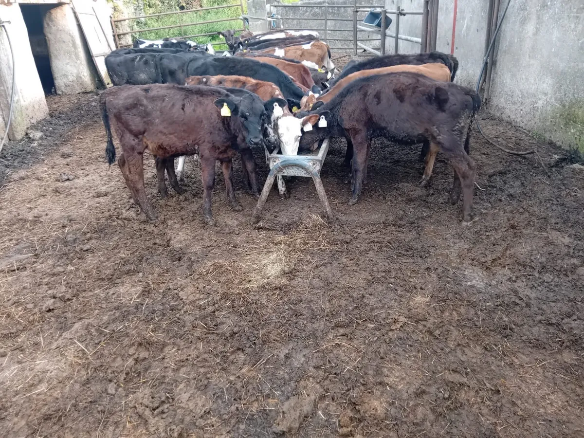 Bucket reared weanlings - Image 1