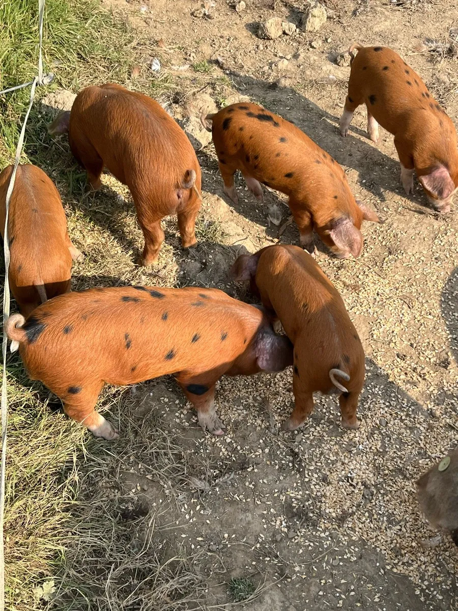 Organic Fat Pigs and weaner piglets - Image 2