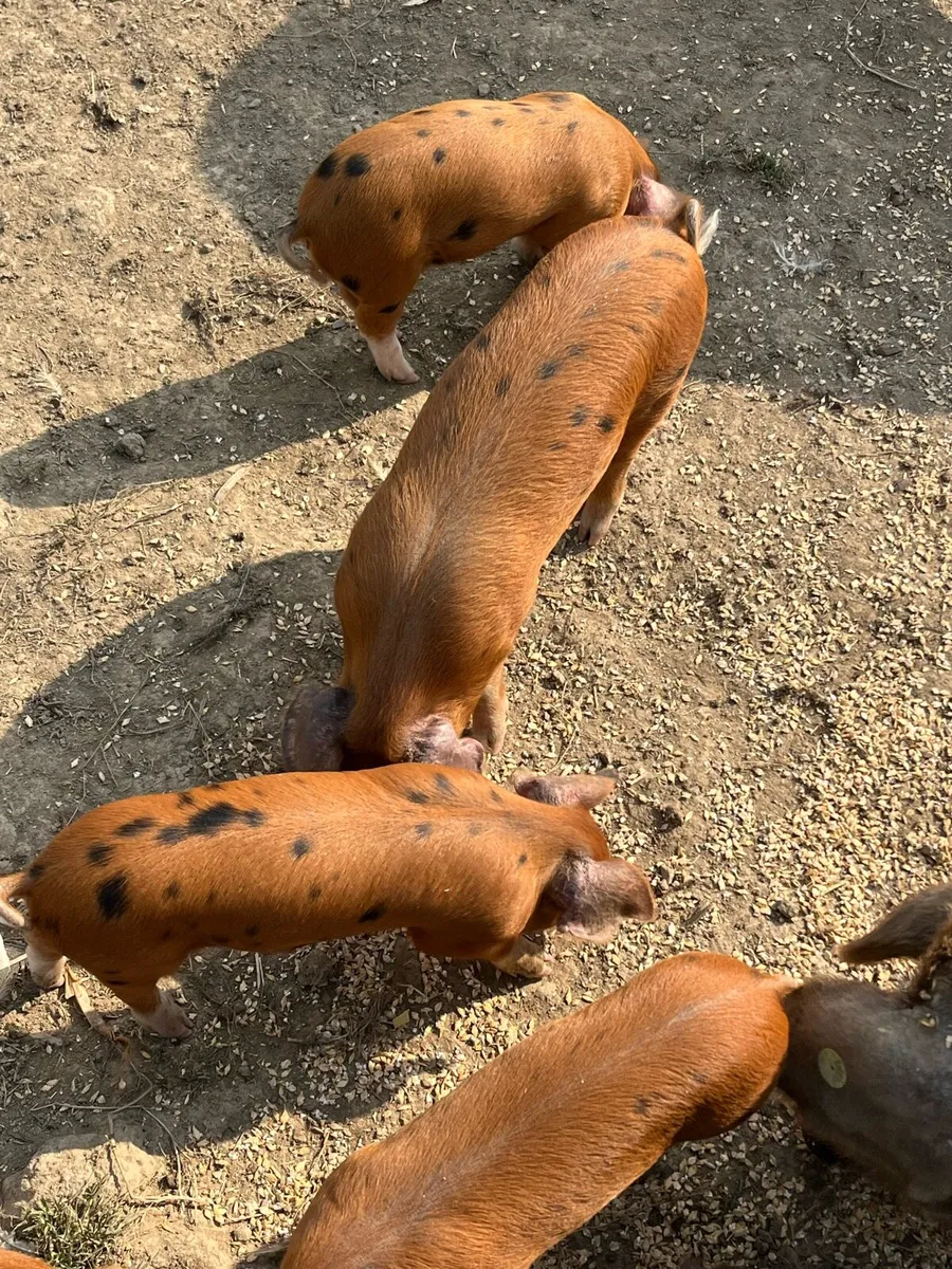 Organic OSB weaner piglets - Image 4