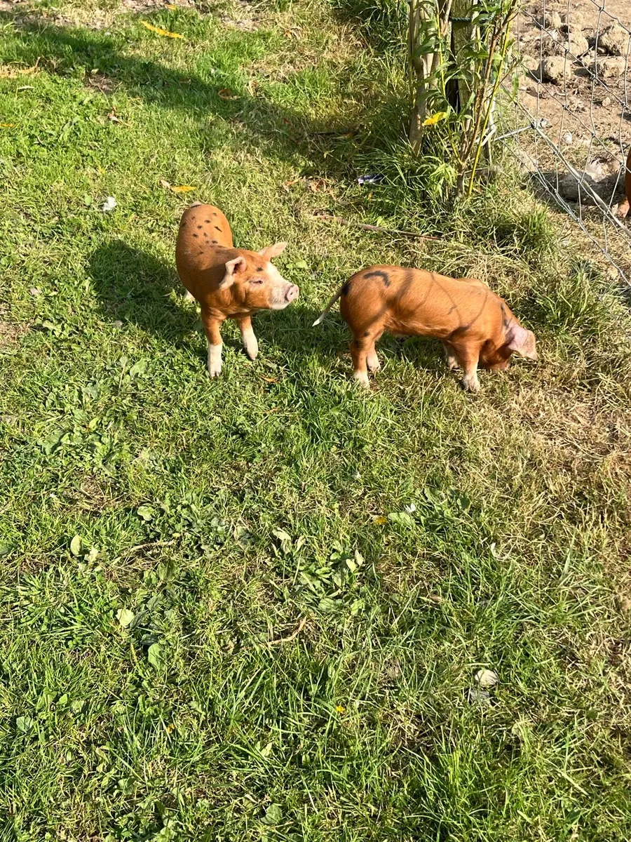 Organic Fat Pigs and weaner piglets - Image 1