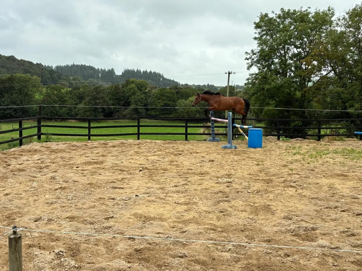 Traditional Bred 3Yr old Filly - Image 1