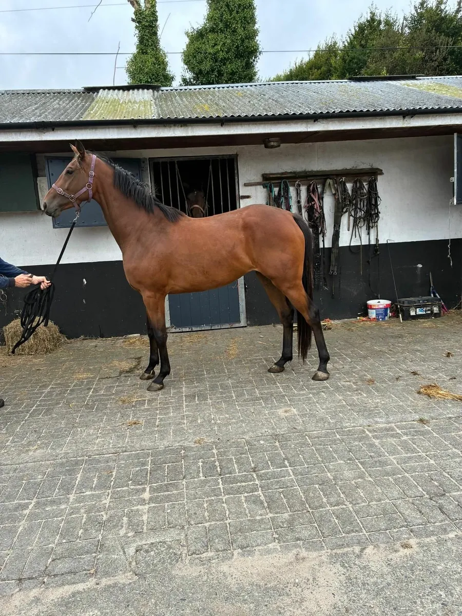 Traditional Bred 3Yr old Filly - Image 2