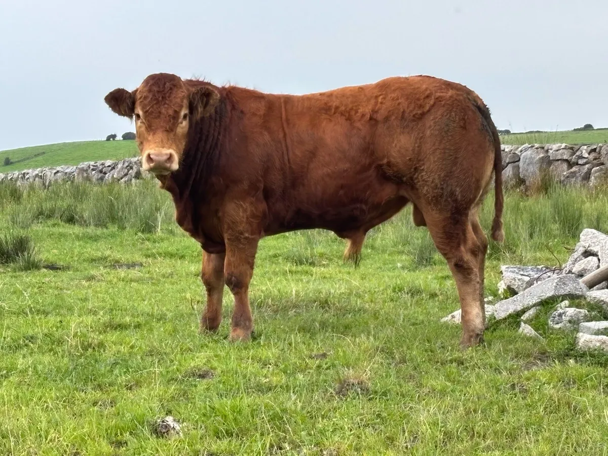 5* Limousin Bull - Image 1