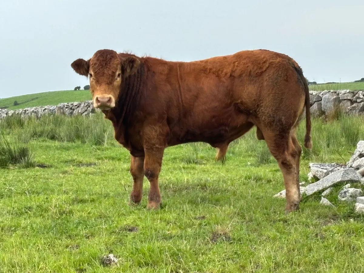 5* Limousin Bull - Image 4