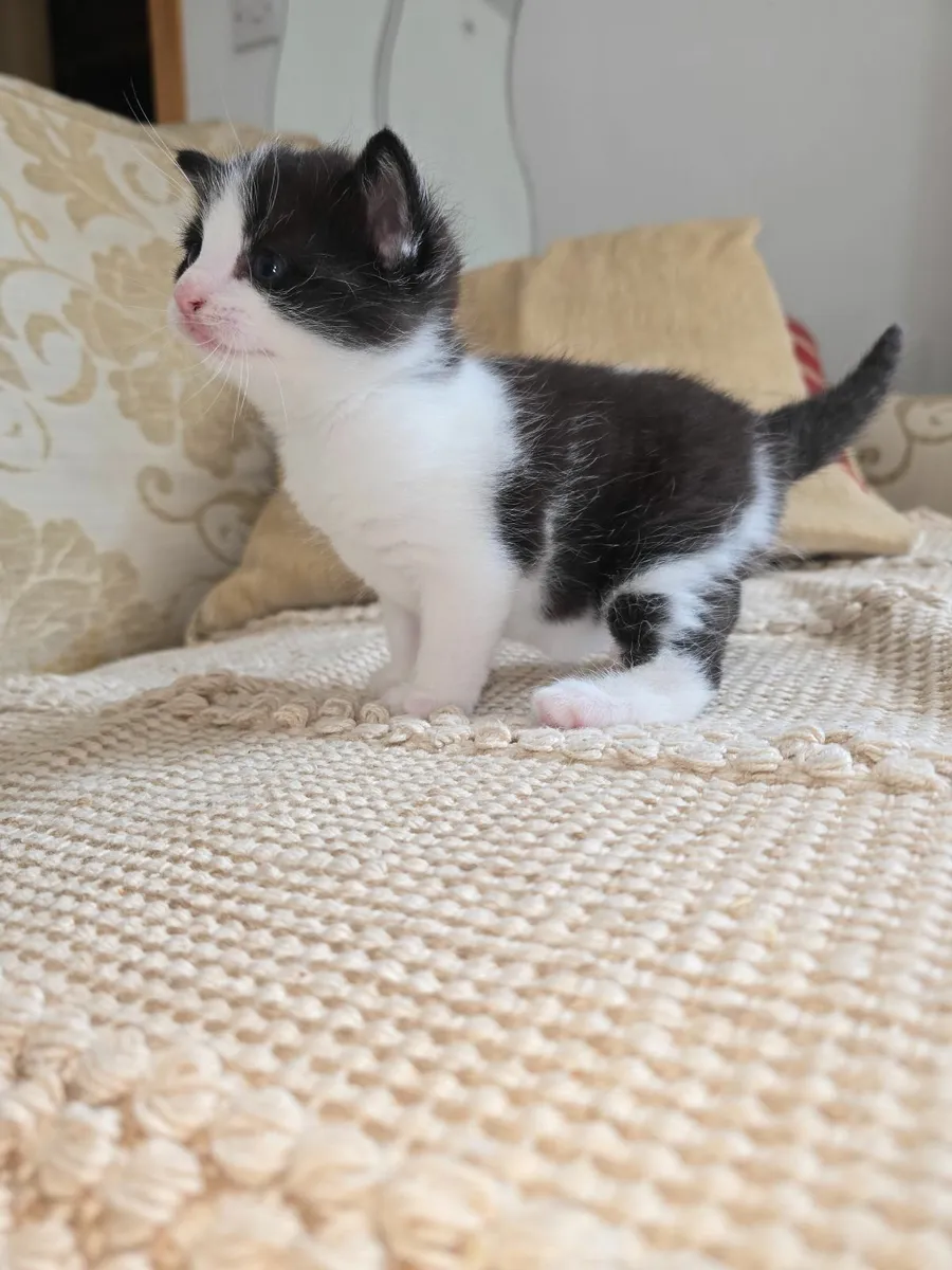 Tuxedo kitten for sale - Image 3