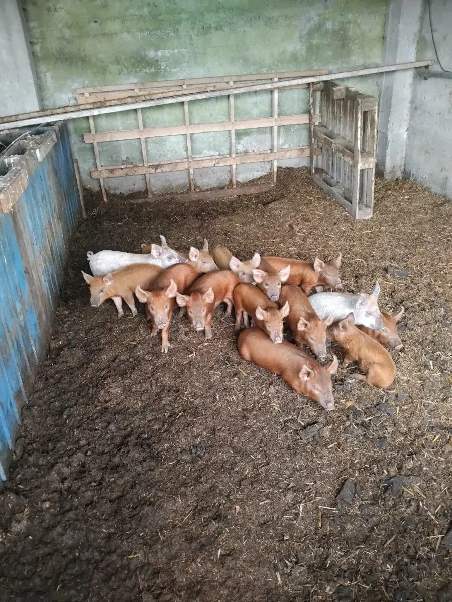 Piglets - Image 1