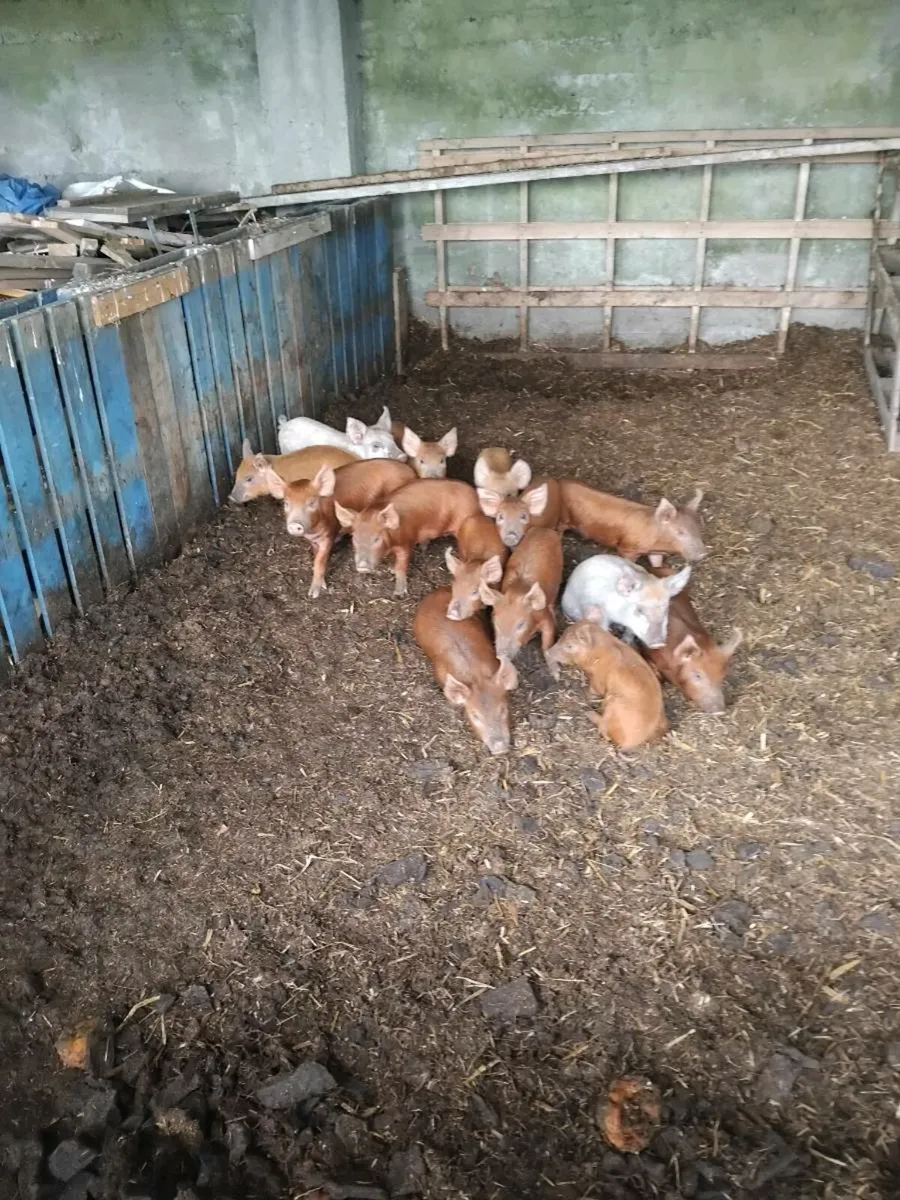 Piglets - Image 2