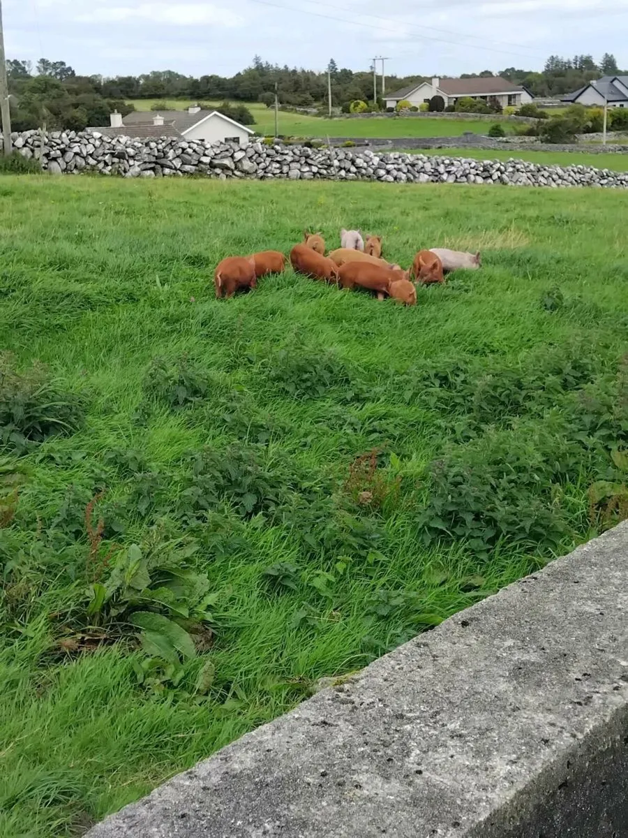 Piglets - Image 3