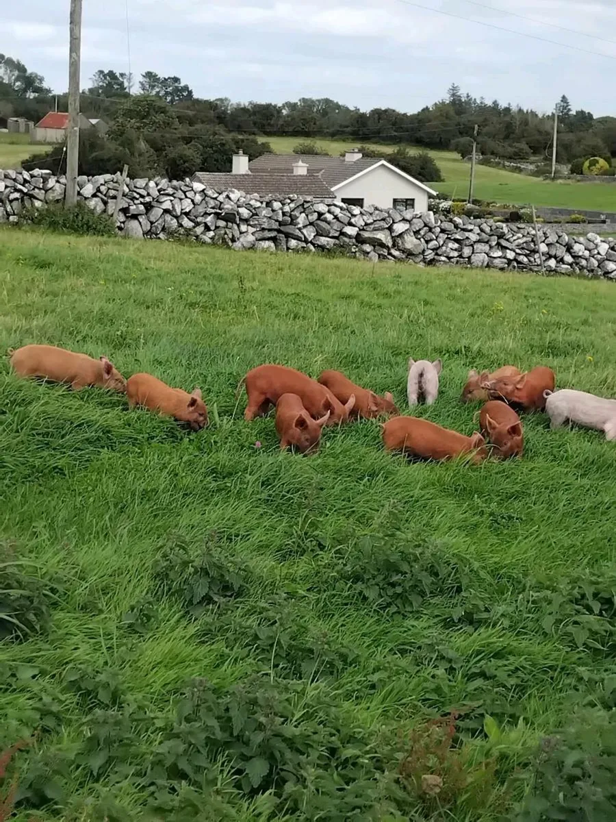 Piglets - Image 4
