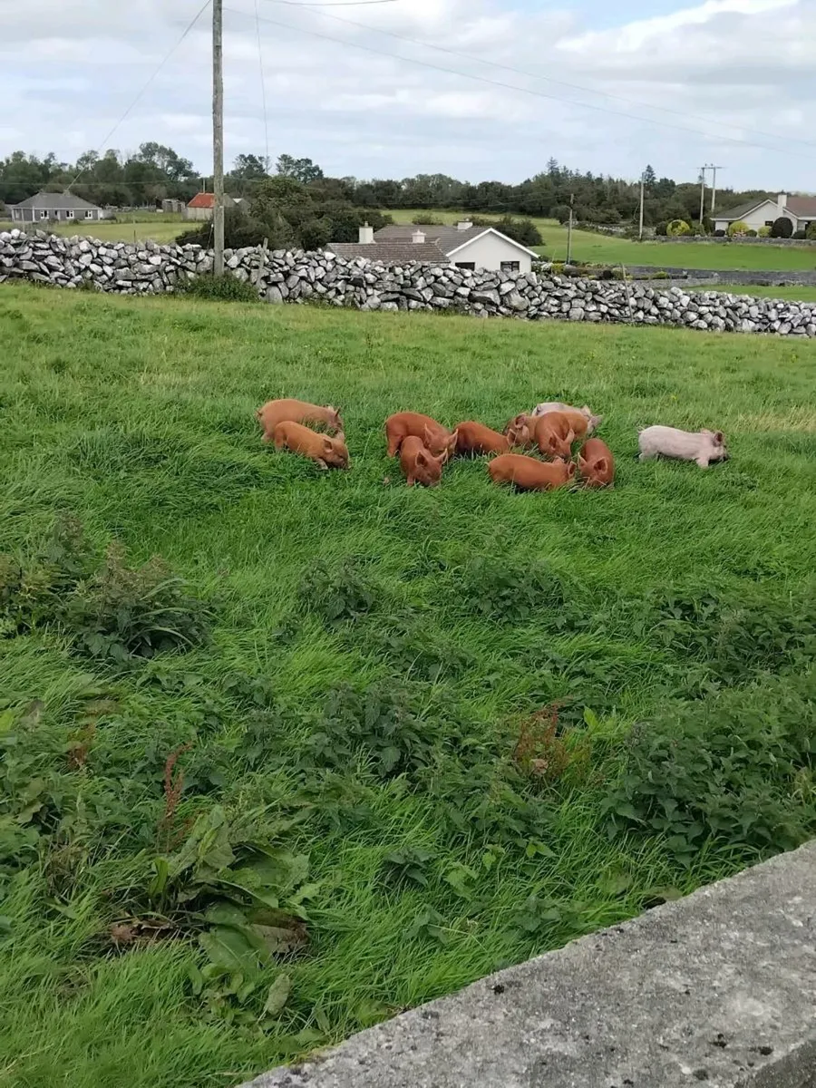 Piglets - Image 2