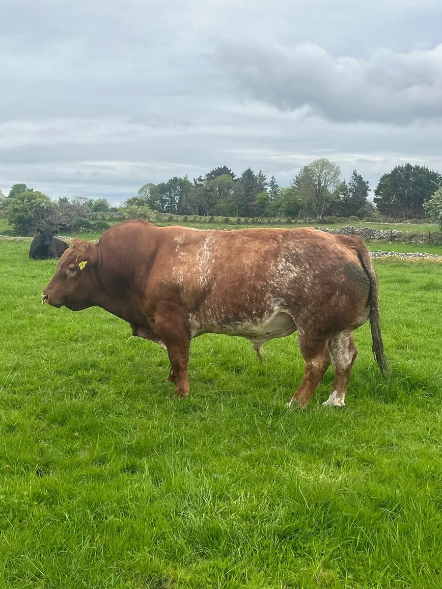 Sfl Hybrid bull - Image 2