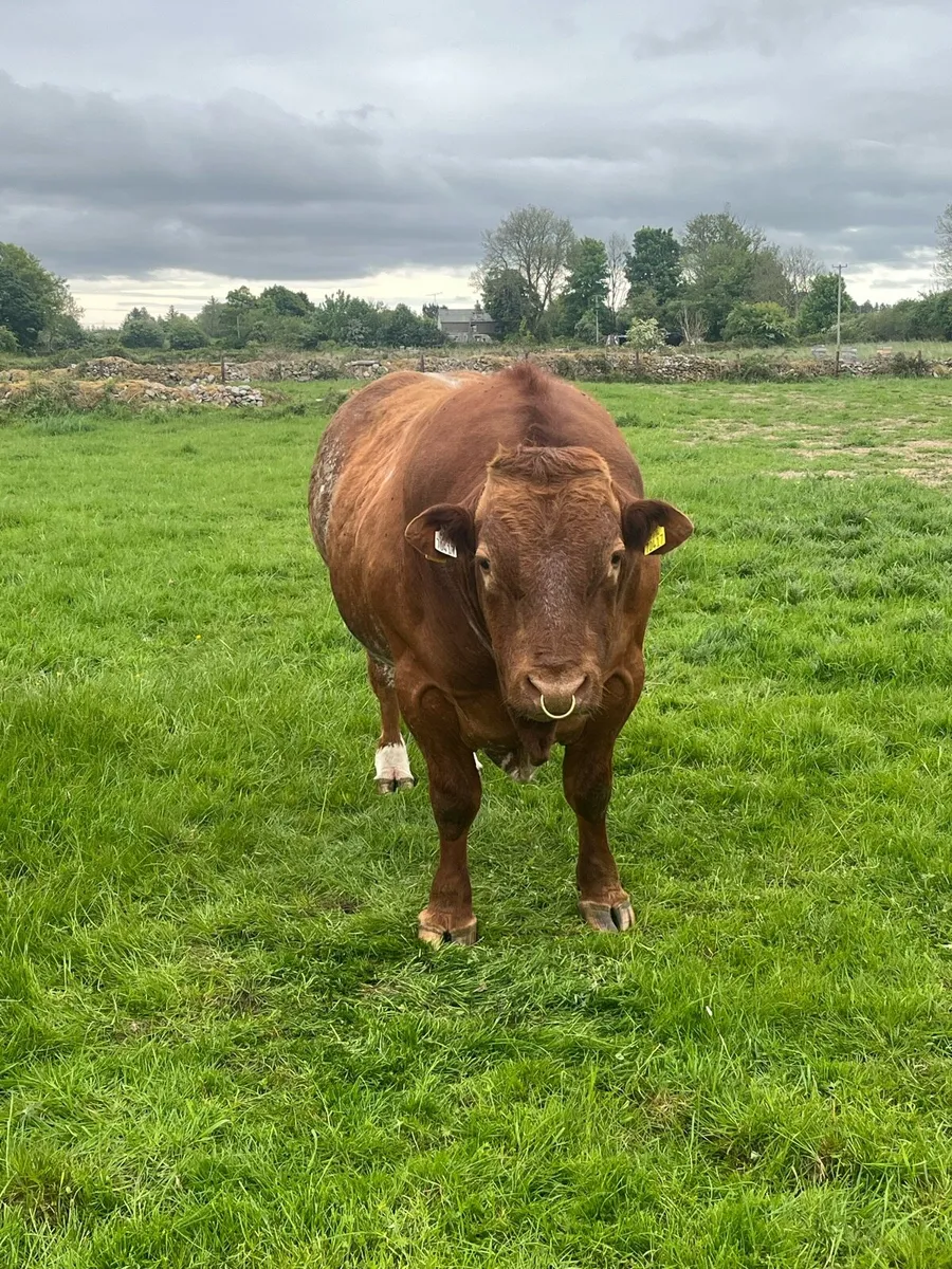 Sfl Hybrid bull - Image 3