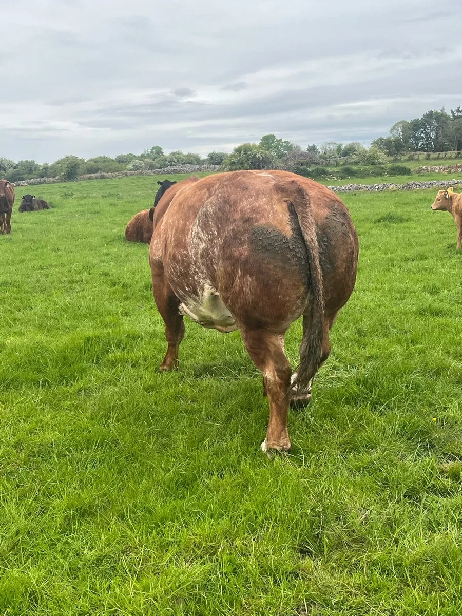 Sfl Hybrid bull - Image 4