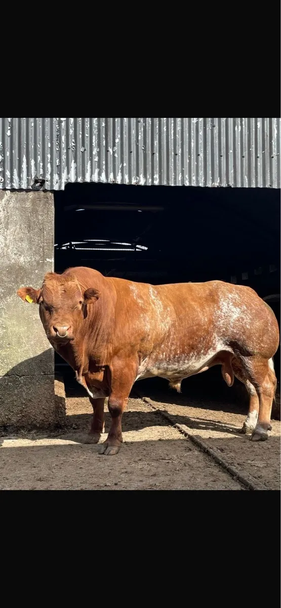 Sfl Hybrid bull - Image 1