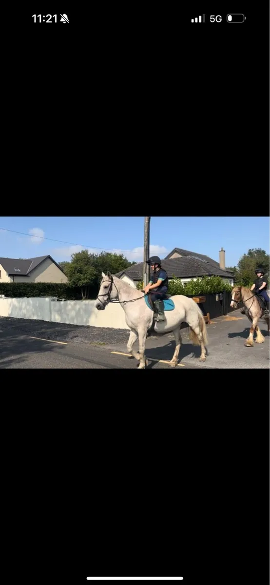 Horse - Image 2