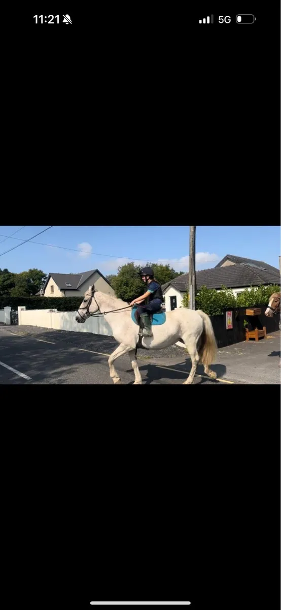 Horse - Image 3