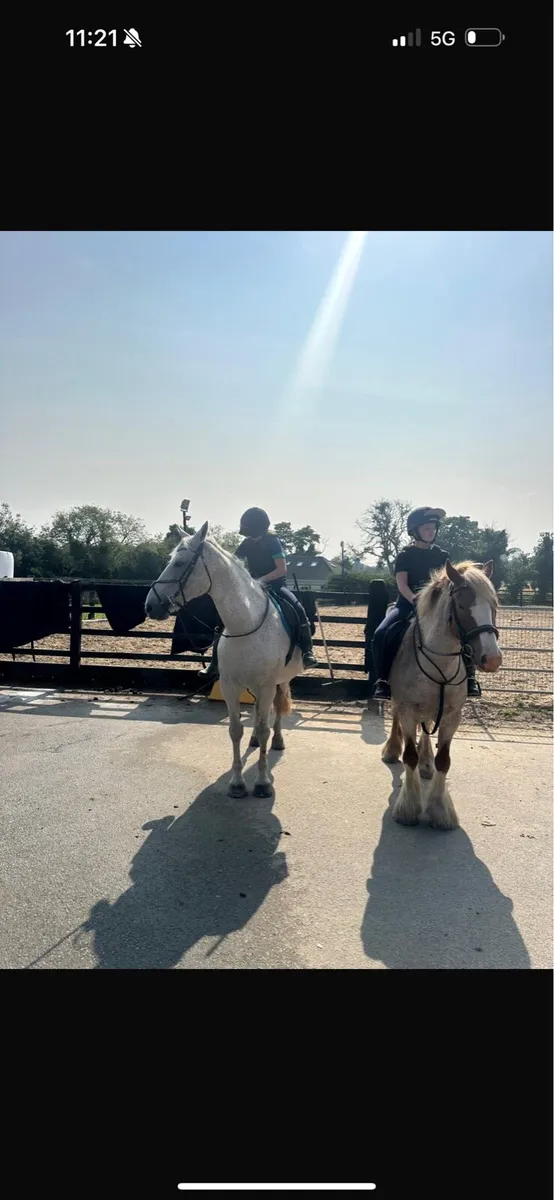 Horse - Image 4