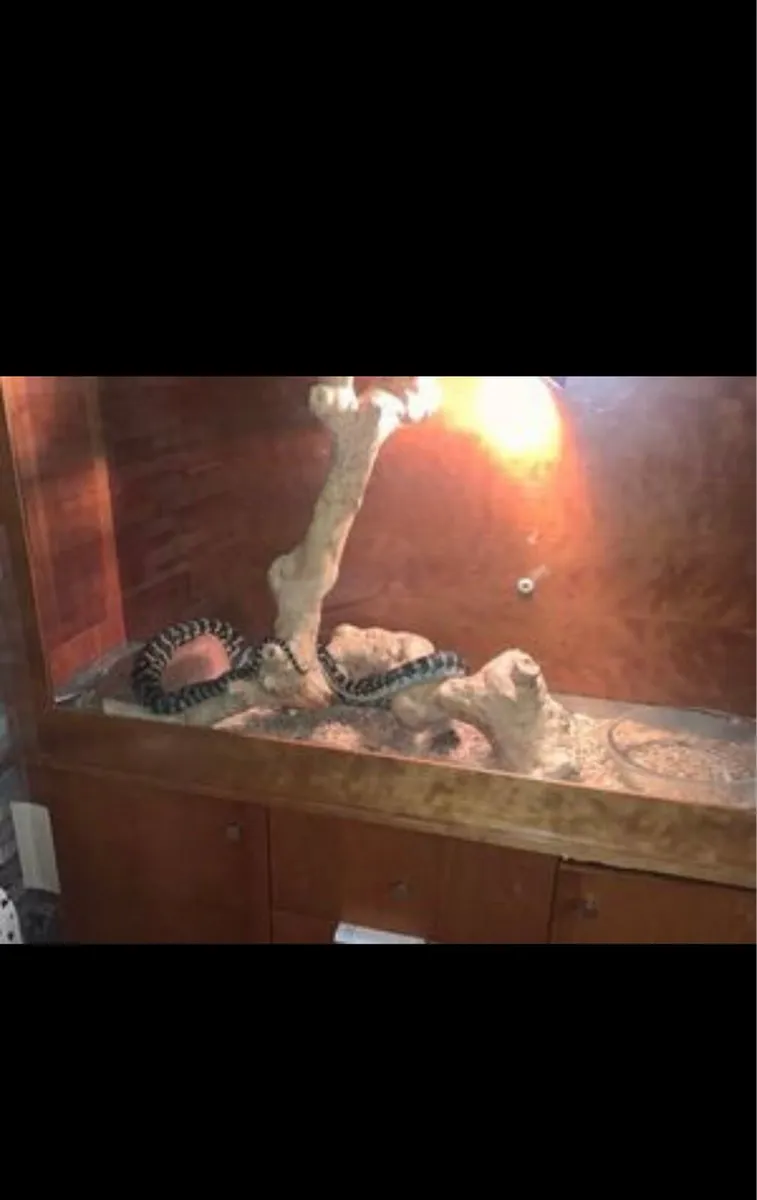 Large reptile vivarium - Image 2