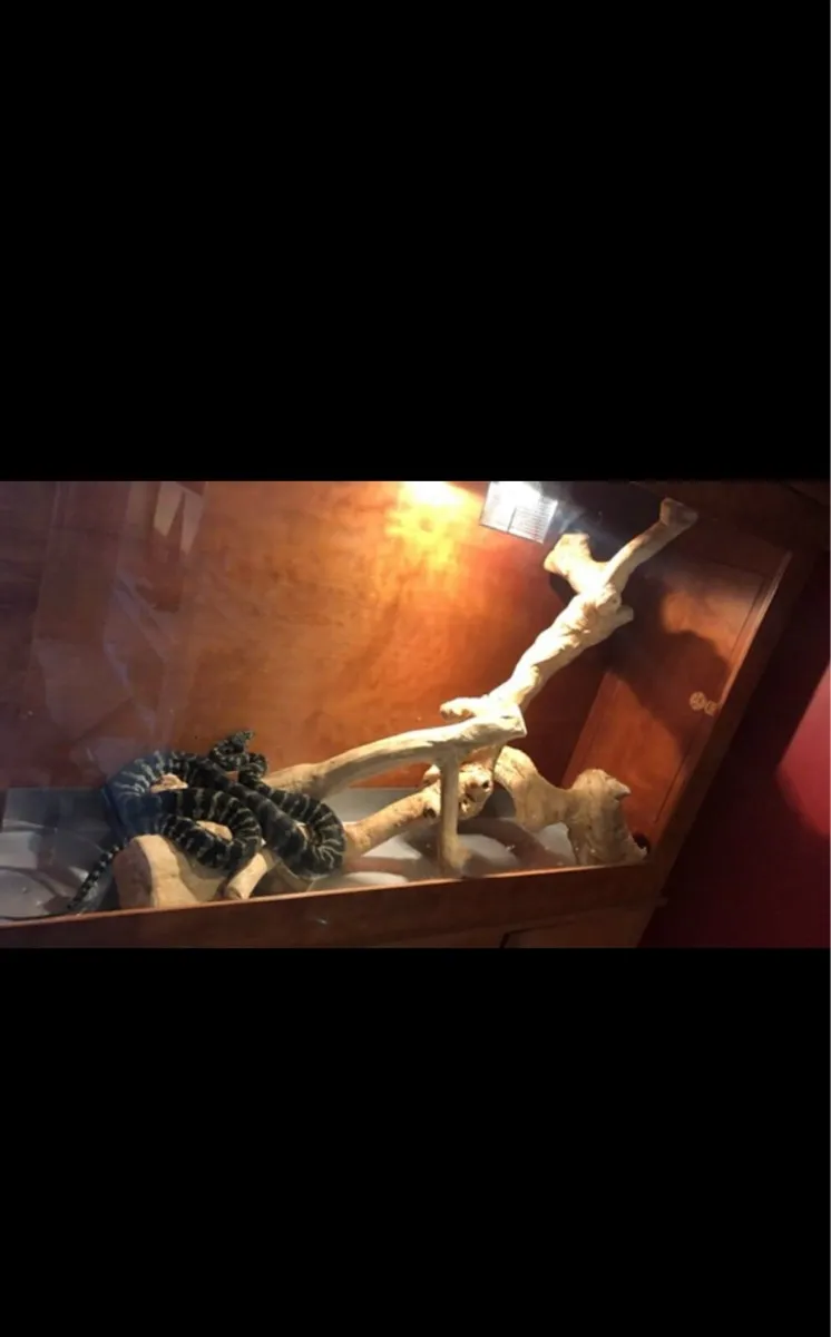 Large reptile vivarium - Image 3