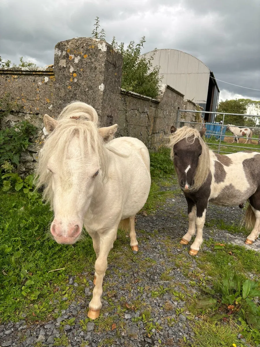 3 Miniature Cremello yearlings - Image 1