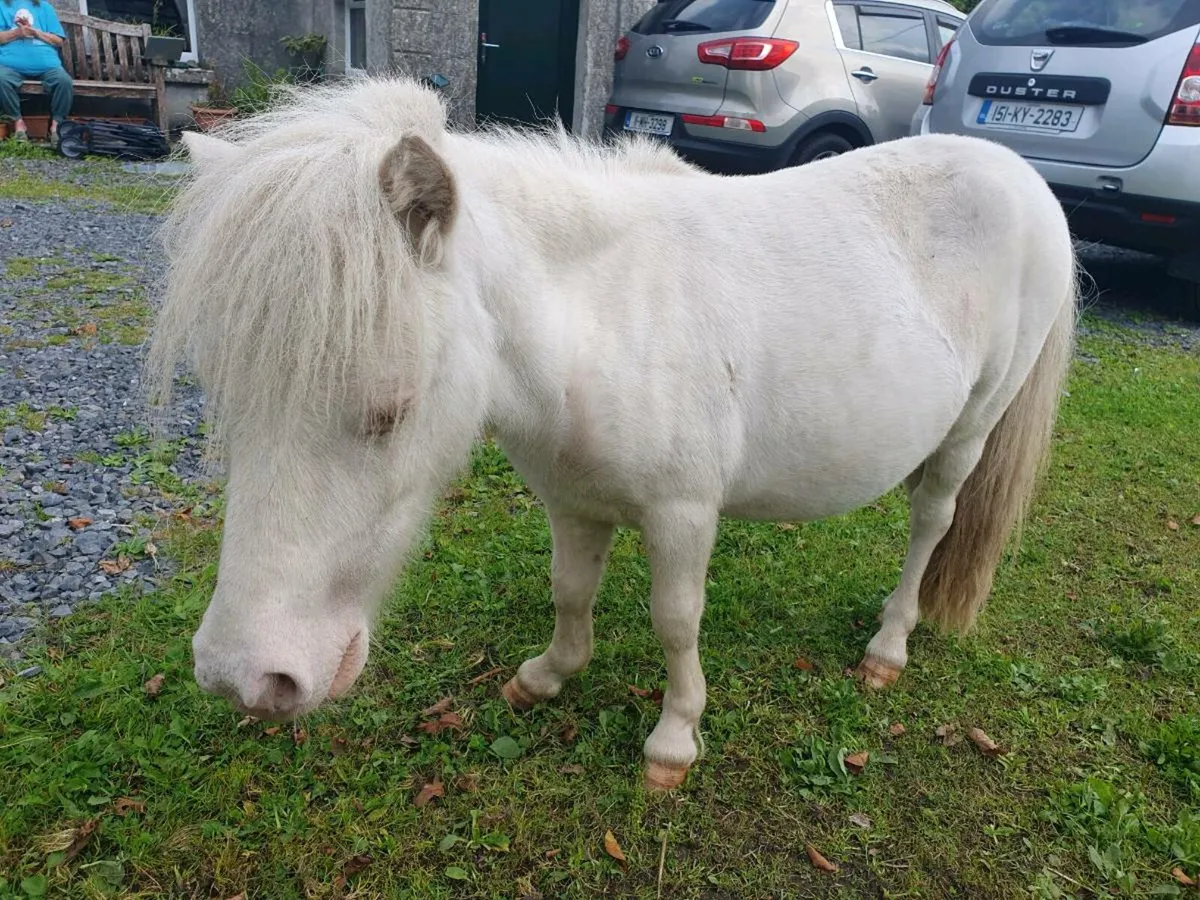 3 Miniature Cremello yearlings - Image 2