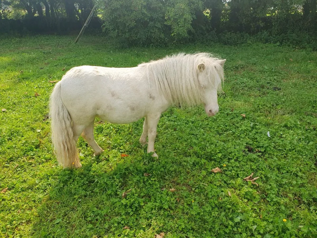 3 Miniature Cremello yearlings - Image 3