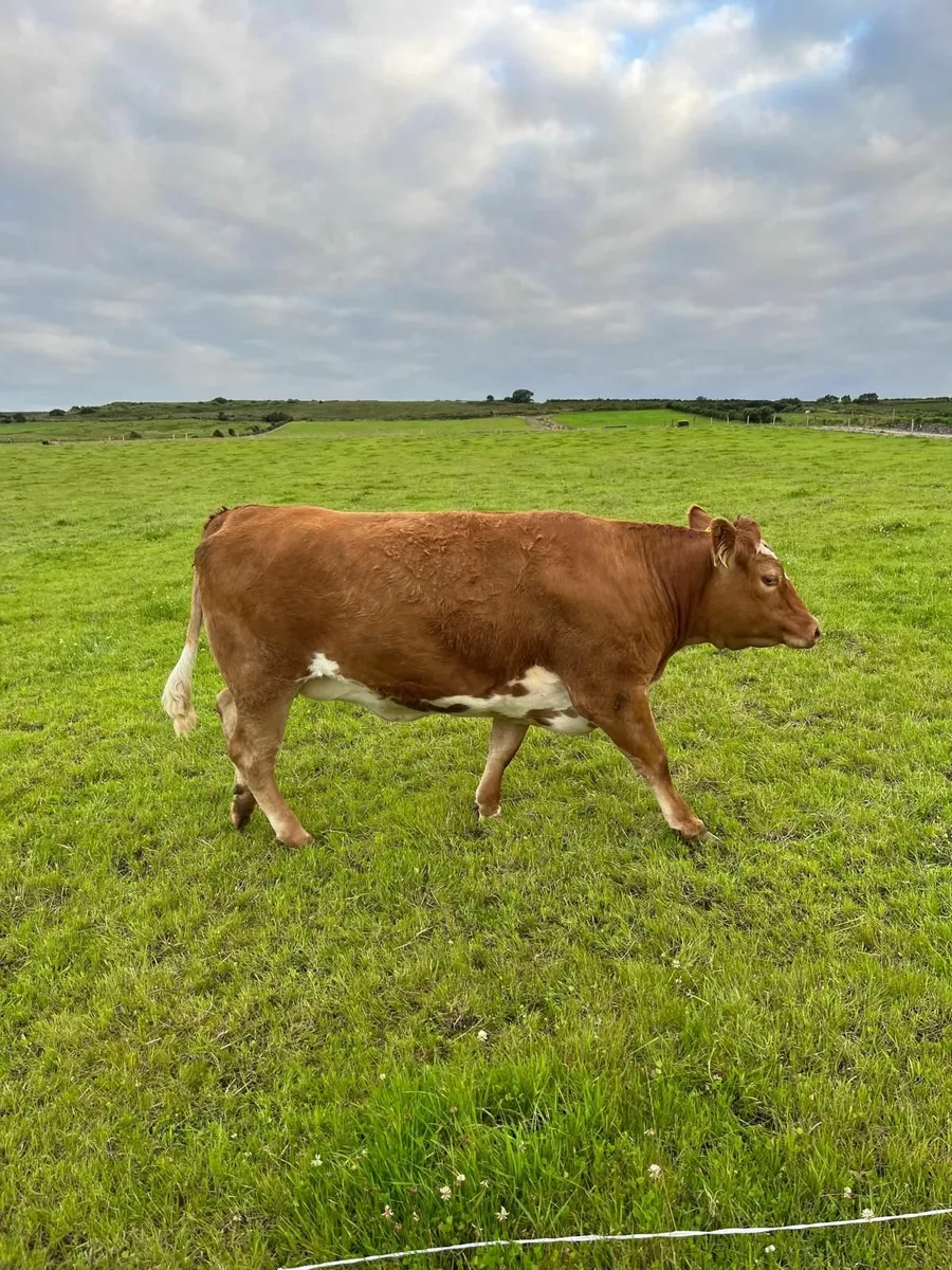 Cattle - Image 1