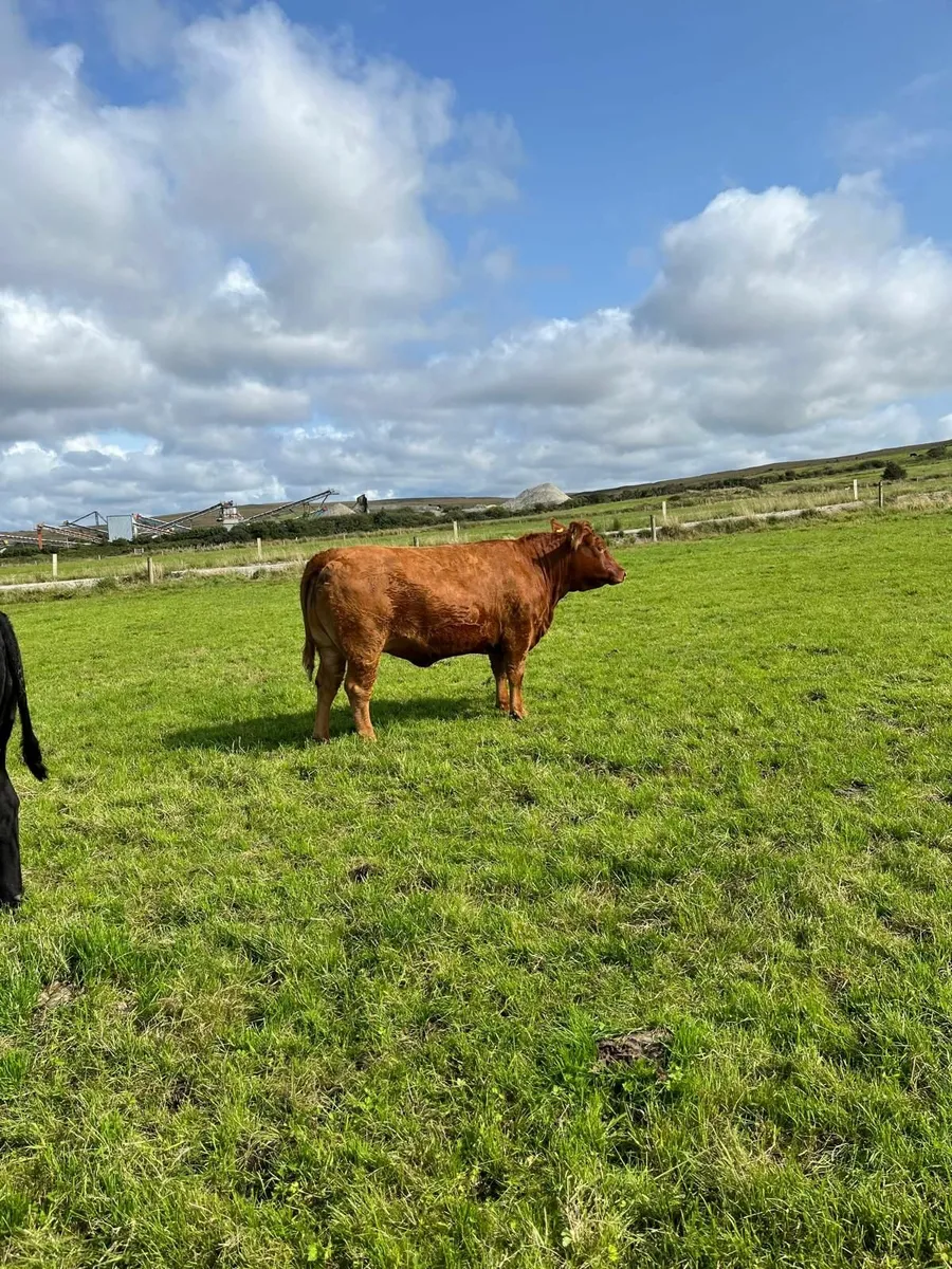 Cattle - Image 2