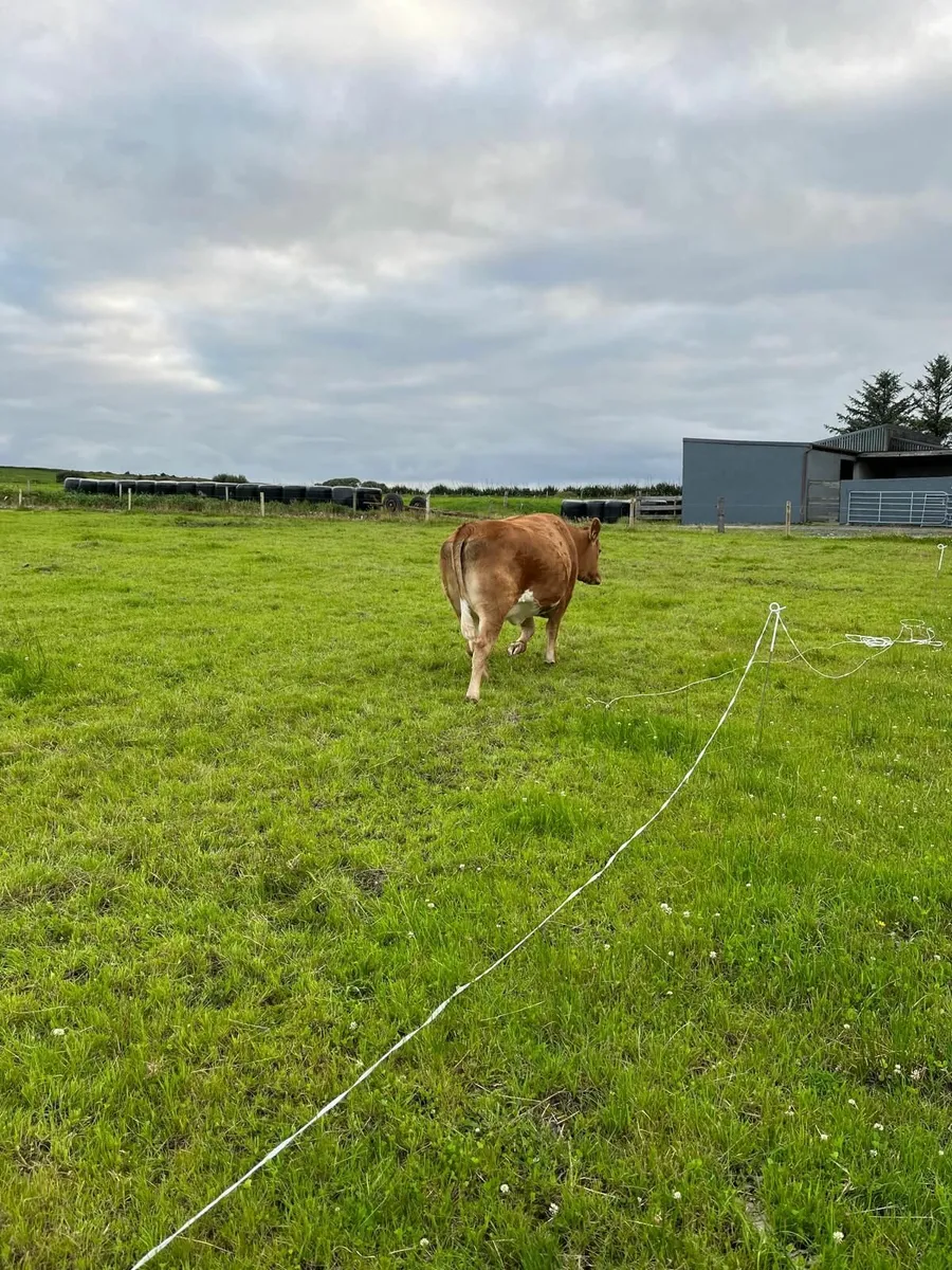 Cattle - Image 3