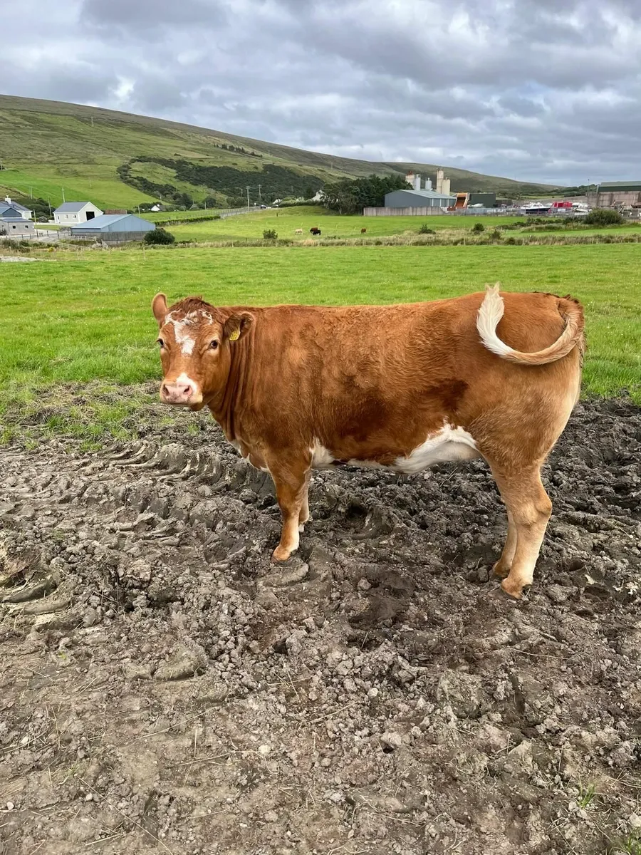 Cattle - Image 4