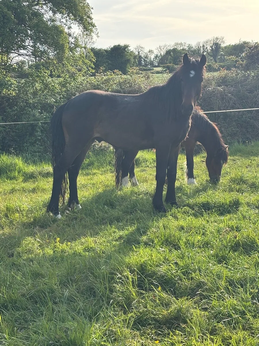 Gelding Ponies - Image 1