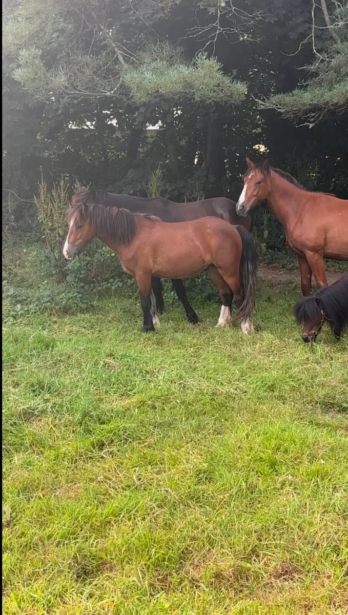 Gelding Ponies - Image 2
