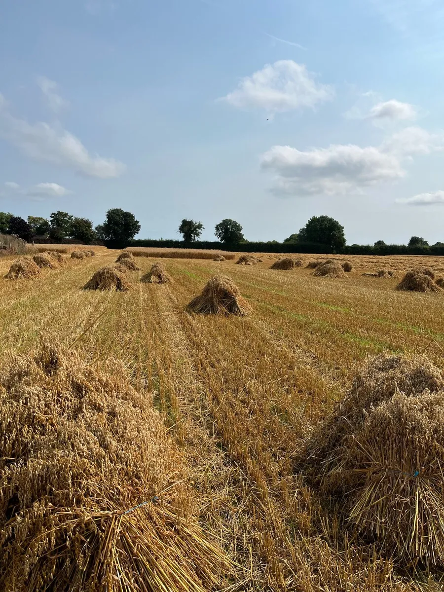 Sheaves of oats - Image 1