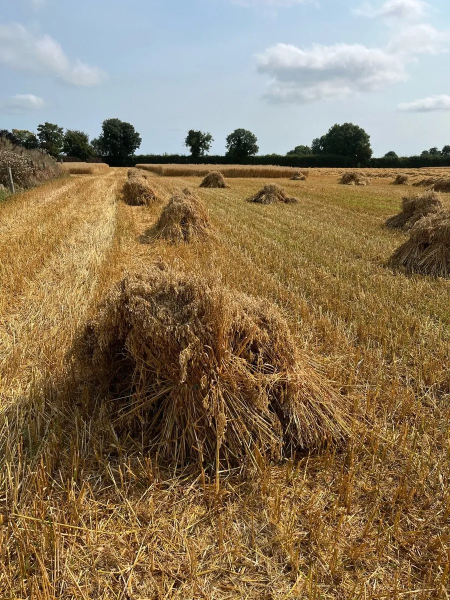 Sheaves of oats - Image 2