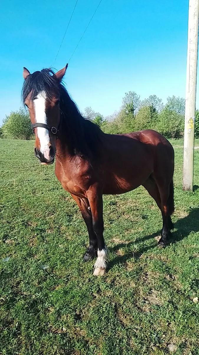 Rising 3 year old filly - Image 1