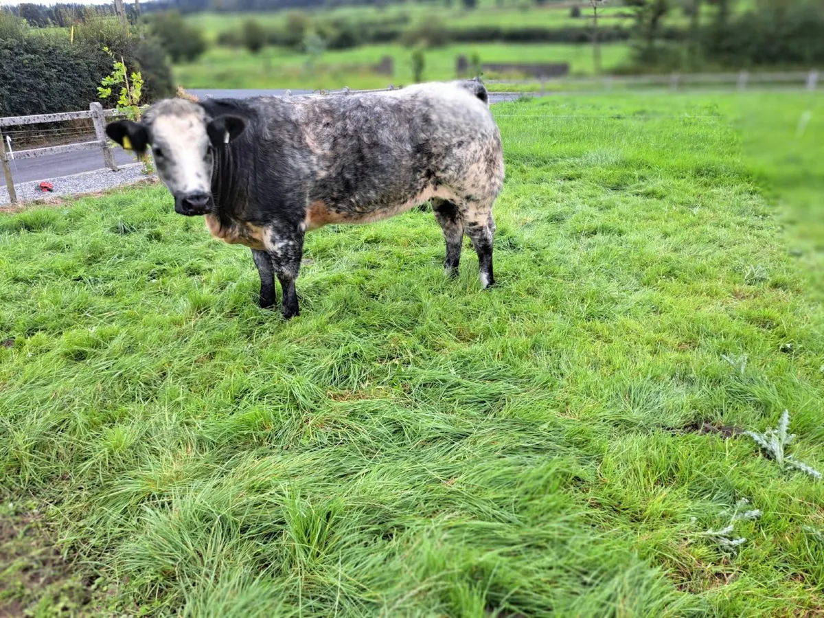 Breeding heifers - Image 3