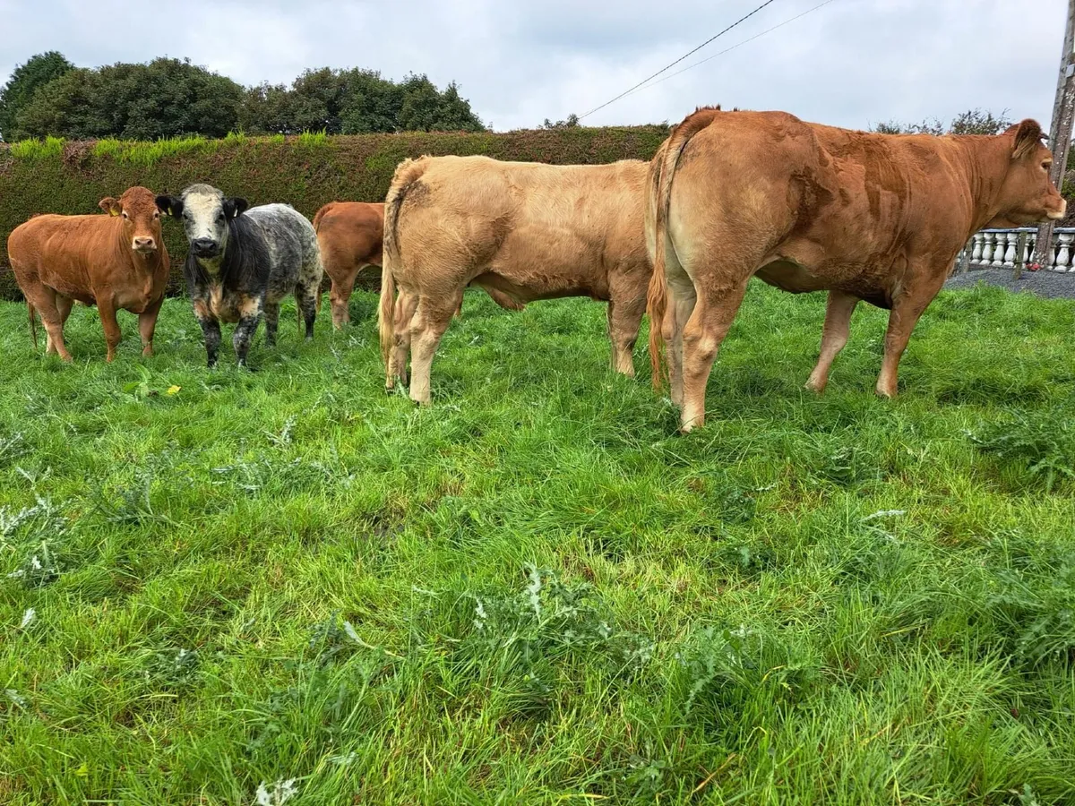 Breeding heifers - Image 4