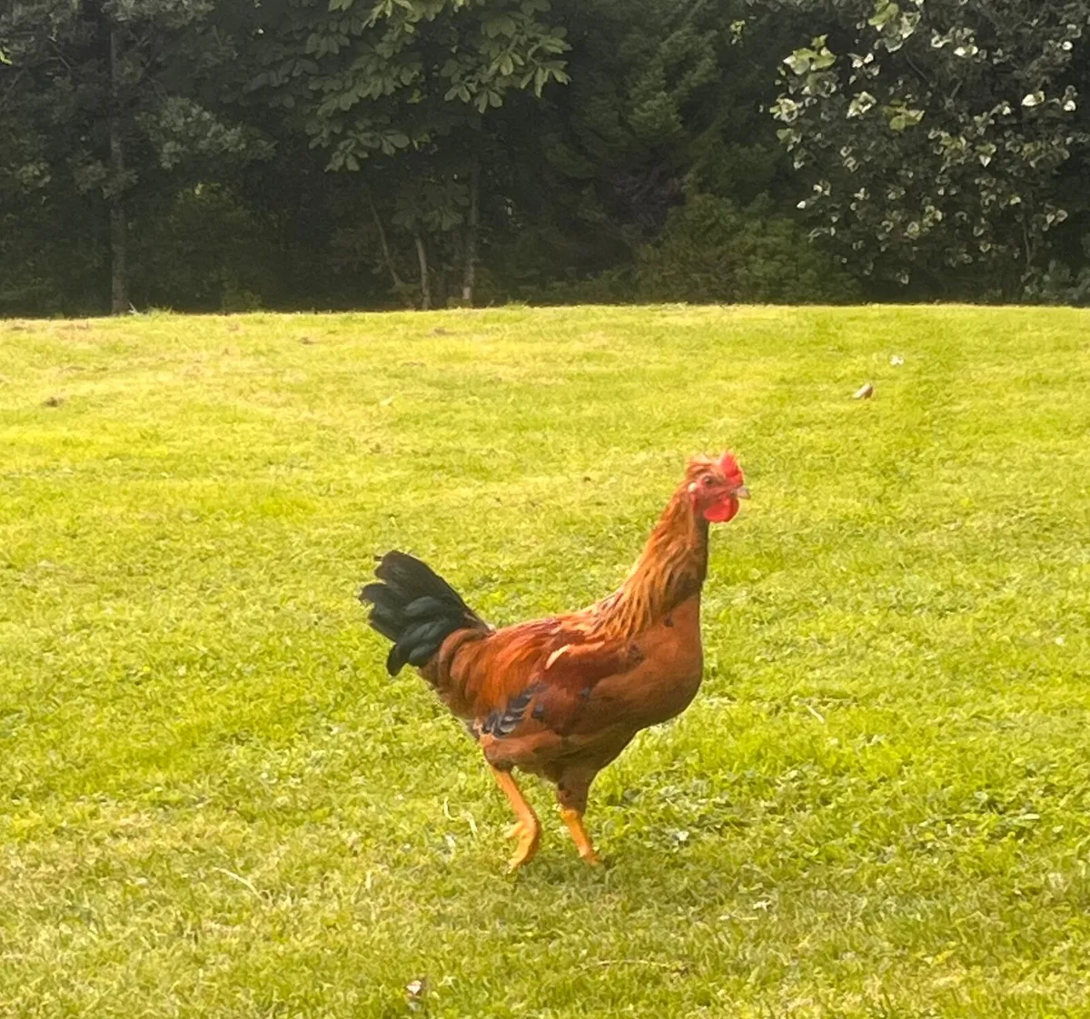 Breeding stock - Image 3
