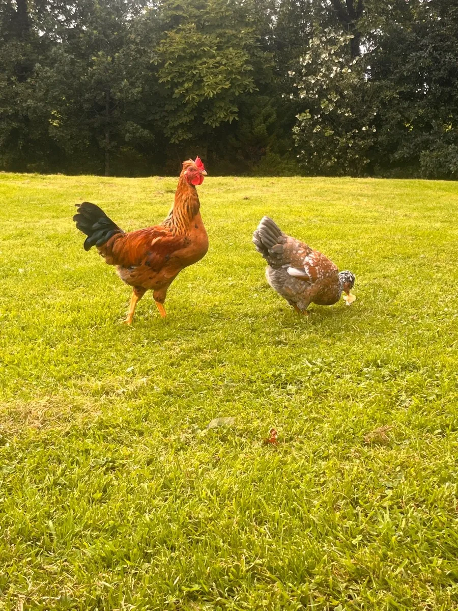 Breeding stock - Image 2
