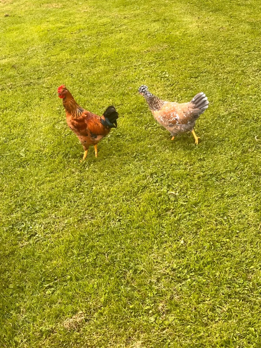 Breeding stock - Image 4