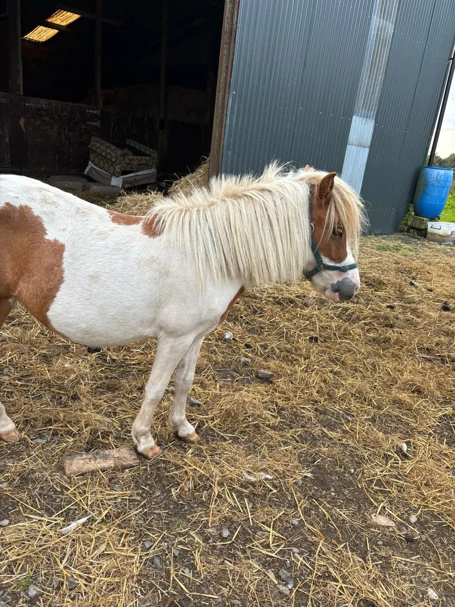 Red and white 3 yr old filly - Image 2