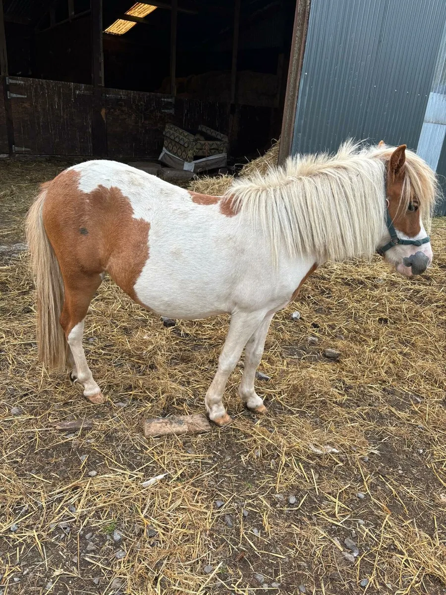 Red and white 3 yr old filly - Image 1