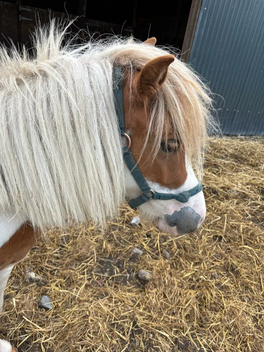 Red and white 3 yr old filly - Image 3