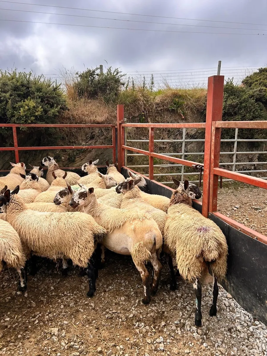 Carrick Prolific Ewe Lamb Sale - Image 1