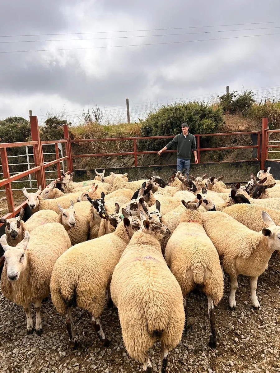 Carrick Prolific Ewe Lamb Sale - Image 2
